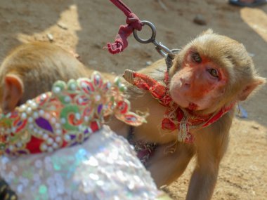 Madalyalı erkek maymun ve dişi maymun, yüzlerinde makyaj, Hindistan 'da maymun dansı gösterisi için kullanılıyor..