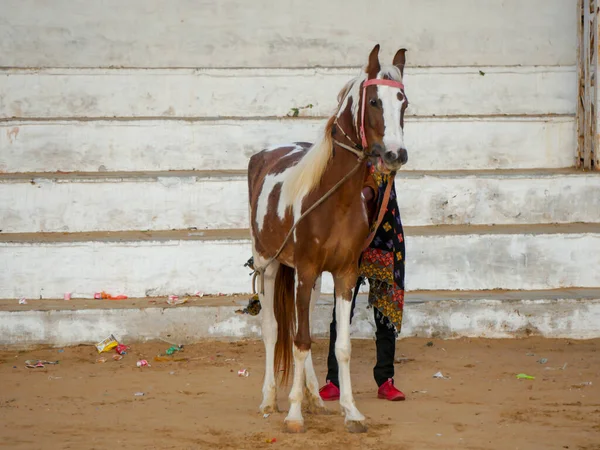 Horse in Standing Position.