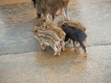 Domuz ve domuz yavruları Hindistan 'ın kırsal bölgelerinde özgürce dolaşıyorlar..