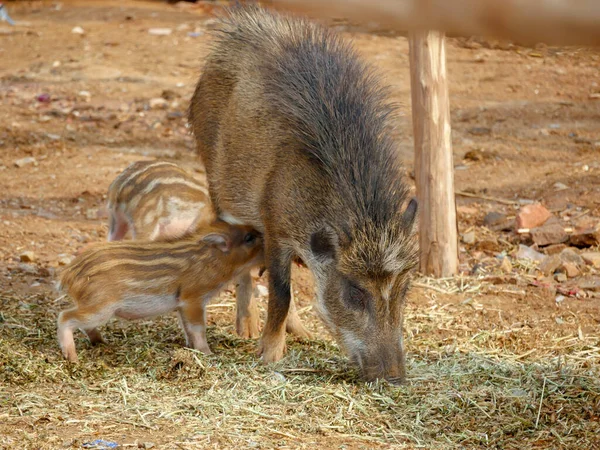 Pig and piglets roaming freely in Indian village rural areas.