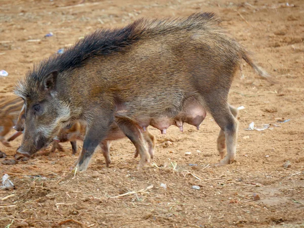 Pig and piglets roaming freely in Indian village rural areas.