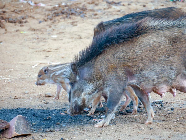 Świnie Prosięta Wędrujące Swobodnie Obszarach Wiejskich Indyjskiej Wsi — Zdjęcie stockowe
