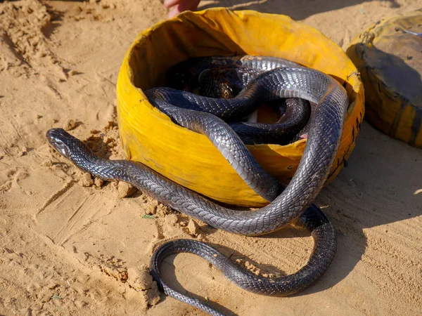 Cobra Snake close up picture, placed in a basket
