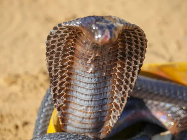 Cobra Snake Mostrando Capuz Close Imagem Colocado Uma Cesta — Fotografia de Stock