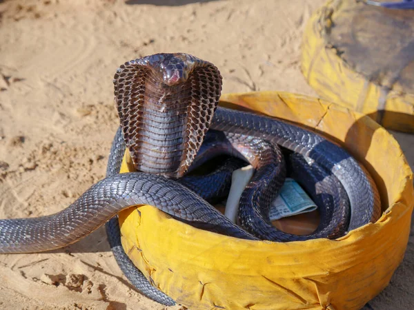 Cobra Serpiente Mostrando Capucha Imagen Primer Plano Colocada Una Cesta Fotos de stock libres de derechos