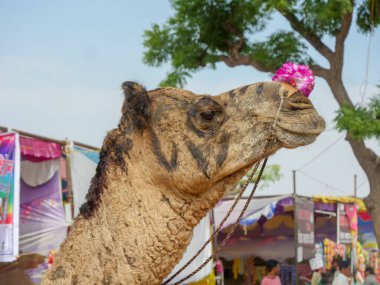 Pushkar, Rajasthan / Hindistan - 5 Kasım 2019: Hint Çölü kırsal köyündeki Camel Face Resimleri