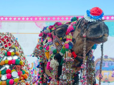 Pushkar, Rajasthan / Hindistan - 5 Kasım 2019: Hindistan 'ın en büyük deve festivali olan Pushkar deve fuarında deve süsleri.