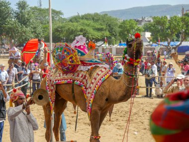 Pushkar, Rajasthan / Hindistan - 5 Kasım 2019: Hindistan 'ın en büyük deve festivali Pushkar deve fuarında deve dansı yarışması.