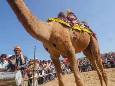 Pushkar, Rajasthan / Hindistan - 5 Kasım 2019: Hindistan 'ın en büyük deve festivali Pushkar deve fuarında deve dansı yarışması.