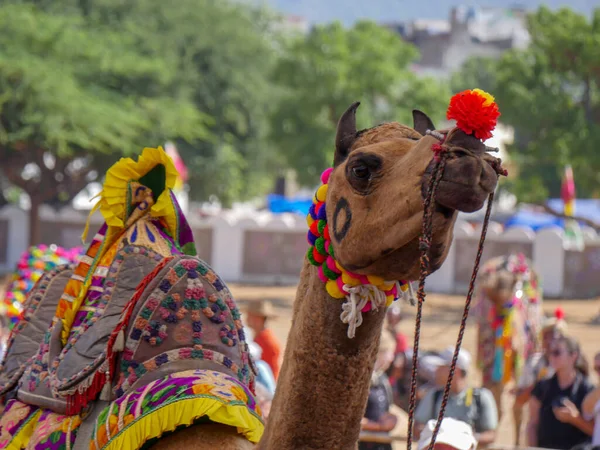 Pushkar Rajasthan Indien November 2019 Dekoriertes Kamelgesicht Großaufnahme Bild Einem — Stockfoto