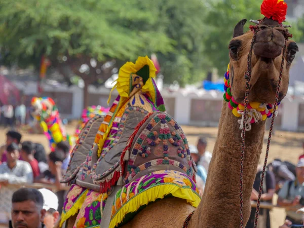 Pushkar Rajasthan India November 2019 Decorated Camel Face Close Picture — 스톡 사진