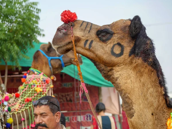 Pushkar Rajasthan Indien November 2019 Dekoriertes Kamelgesicht Großaufnahme Bild Einem — Stockfoto