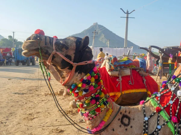 Pushkar Rajasthan India Novembre 2019 Cammello Decorato Nel Più Grande — Foto Stock