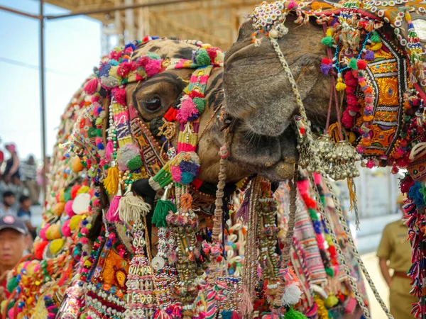 Pushkar Rajasthan Indien November 2019 Geschmücktes Kamel Indiens Größtem Kamelfest — Stockfoto