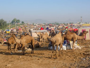 Pushkar, Rajasthan / Hindistan - 5 Kasım 2019: Camel sürüsü Hindistan 'ın en büyük deve festivali Pushkar deve fuarında ticaret için toplandı.
