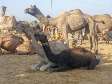 Pushkar, Rajasthan / Hindistan - 5 Kasım 2019: Camel sürüsü Hindistan 'ın en büyük deve festivali Pushkar deve fuarında ticaret için toplandı.