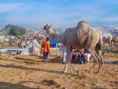 Pushkar, Rajasthan / Hindistan - 5 Kasım 2019: Camel sürüsü Hindistan 'ın en büyük deve festivali Pushkar deve fuarında ticaret için toplandı.