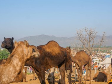Pushkar, Rajasthan / Hindistan - 5 Kasım 2019: Camel sürüsü Hindistan 'ın en büyük deve festivali Pushkar deve fuarında ticaret için toplandı.