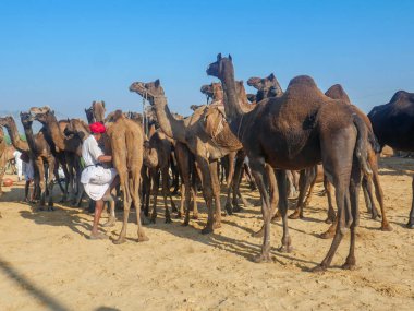 Pushkar, Rajasthan / Hindistan - 5 Kasım 2019: Camel sürüsü Hindistan 'ın en büyük deve festivali Pushkar deve fuarında ticaret için toplandı.