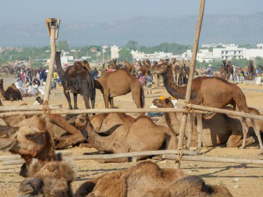 Pushkar, Rajasthan / Hindistan - 5 Kasım 2019: Camel sürüsü Hindistan 'ın en büyük deve festivali Pushkar deve fuarında ticaret için toplandı.