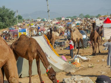 Pushkar, Rajasthan / Hindistan - 5 Kasım 2019: Camel sürüsü Hindistan 'ın en büyük deve festivali Pushkar deve fuarında ticaret için toplandı.