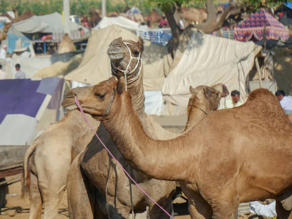 Pushkar Rajasthan India November 2019 Camels Herd Gathered Trade Indias — Stock Photo, Image