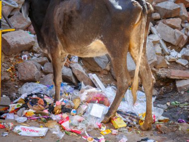 Pushkar, Rajasthan / Hindistan - 5 Kasım 2019: Sokaklara saçılmış plastik çöplerin yanında duran inek.