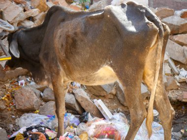 Pushkar, Rajasthan / Hindistan - 5 Kasım 2019: Sokaklara saçılmış plastik çöplerin yanında duran inek.
