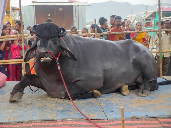Pushkar, Rajasthan / Hindistan - 5 Kasım 2019: Murrah Bull, Hindistan. Murrah Buffalo, Hindistan 'ın en popüler su bufalosu türüdür..