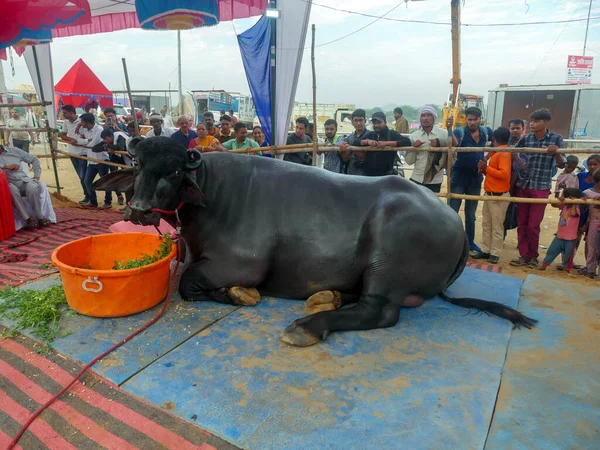Pushkar, Rajasthan / Hindistan - 5 Kasım 2019: Murrah Bull, Hindistan. Murrah Buffalo, Hindistan 'ın en popüler su bufalosu türüdür..