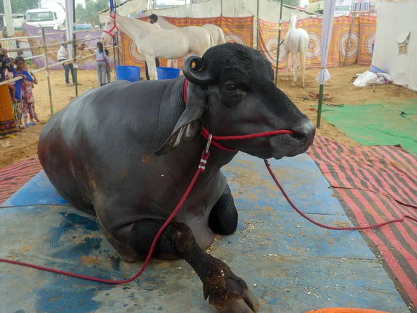 Pushkar Rajasthan India 2019 Murrabull India 버팔로 인디아 인기있는 황소이다 — 스톡 사진