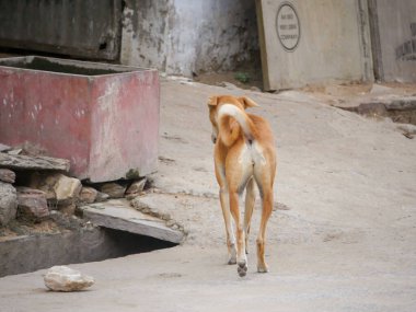 Puşkar, Rajasthan / Hindistan - 5 Kasım 2019: Hindistan 'daki sokak köpeği Hindistan' ın kırsal kesimlerinde özgürce dolaşıyor.