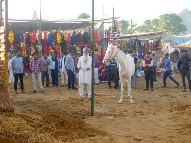 Puşkar, Rajasthan Hindistan - 5 Kasım 2019: Pushkar Deve Fuarı 'ndaki İndias büyükbaş sığır festivalinde atlar ticaret için toplandı.
