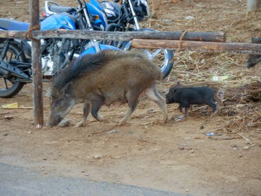 Puşkar, Rajasthan / Hindistan - 5 Kasım 2019: Hint köyü kırsallarında özgürce dolaşan domuz ve domuz yavruları.
