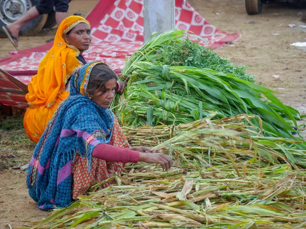 Пушкар Раджастхан Індія Листопада 2019 Жіночий Фермер Індії Піклується Про — стокове фото