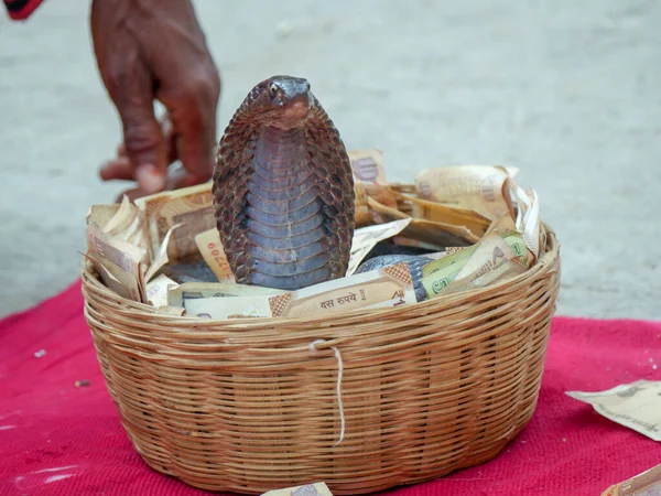 Pushkar Rajasthan Indie Listopadu 2019 Hadí Kouzelník Ukazuje Černého Hada — Stock fotografie