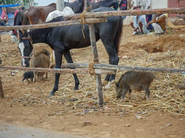 Pushkar Rajasthan India 2019年11月5日 猪和小猪在印度农村地区自由漫步 — 图库照片