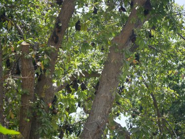 Ağaçta bir sürü yarasa baş aşağı asılı duruyor. Hintli uçan tilkiler ağaç dallarında asılı.