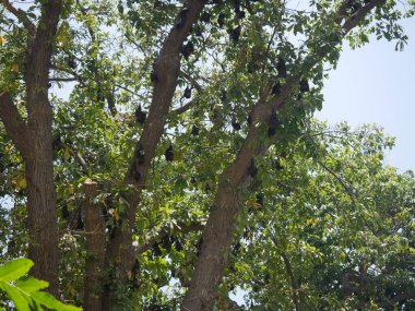 Ağaçta bir sürü yarasa baş aşağı asılı duruyor. Hintli uçan tilkiler ağaç dallarında asılı.