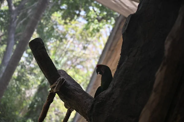 Langer Gebogener Schnabel Von Papagei Sitzt — Stockfoto