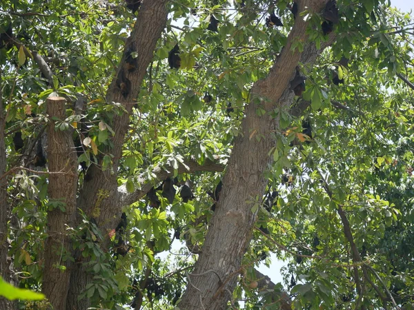Lots of Bats hanging upside down on Tree. Indian flying foxes hanging on tree branches