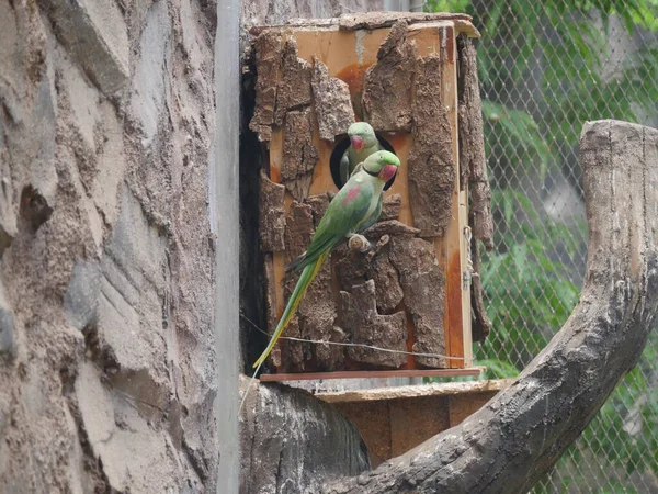 Long Bent Beak Parrot Sitting — Photo