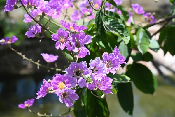 Beautiful Purple Flowers Botanic Garden — Stok fotoğraf