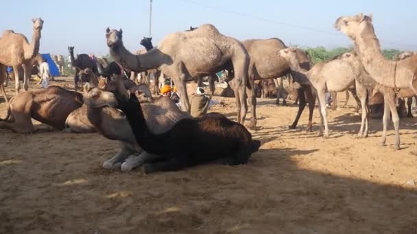 Camelos Reunidos Para Comércio Feira Camelos Pushkar Índia — Vídeo de Stock