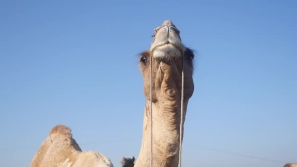 Camel Face Close Video Vanuit Lage Hoek Indiase Woestijn Landelijk — Stockvideo