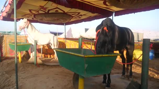 Black Horse Eating Food Outdoor Stable Horses Breeds Rural India — Stock videók