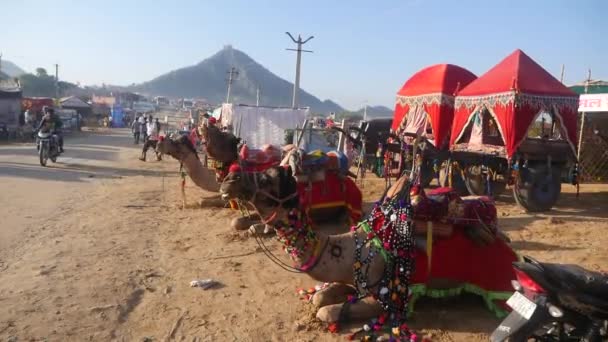 Pushkar Rajasthan India November 2019 Decorated Camel Cart Indian Desert — Stock Video