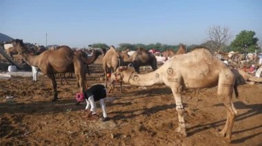 Puşkar, Rajasthan / Hindistan - 5 Kasım 2019: Hindistan 'ın en büyük deve çölü festivali Pushkar deve fuarında develeri satmak için deve tohumu sahada.