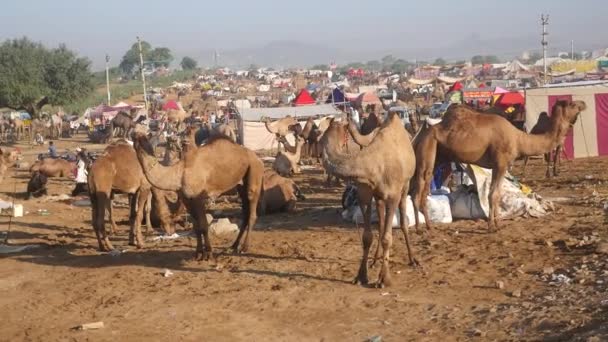 Pushkar Rajasthan India November 2019 Camels Herd Gathered Trade Indias — Stock Video