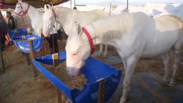 Pushkar Rajasthan India November 2019 Horse Eating Food Outdoor Stable — Stock videók